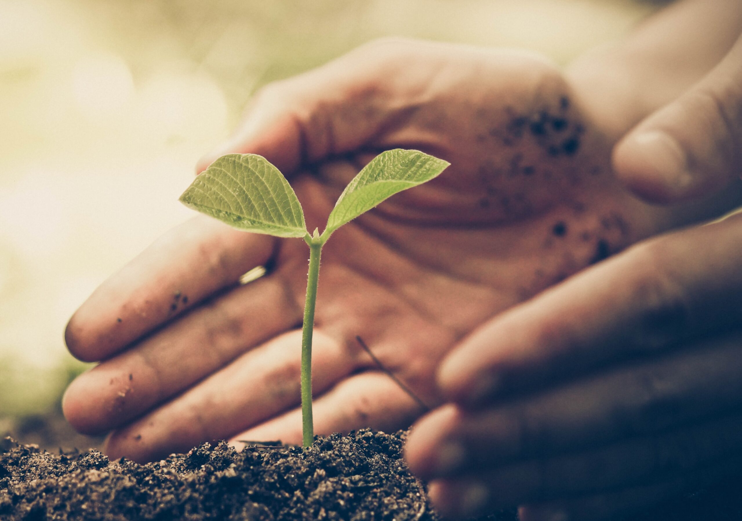 Hands,Of,Farmer,Growing,And,Nurturing,Tree,Growing,On,Fertile